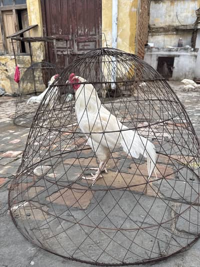 For sale