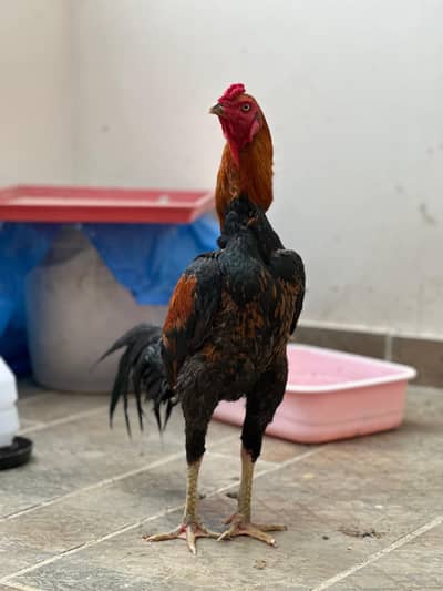 Thai Pakoye Breeder Male
