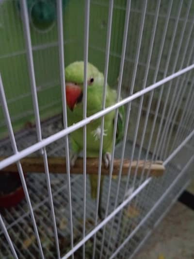 parrot for sale