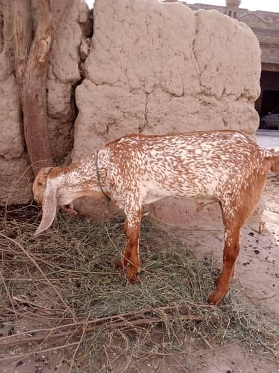 desi Bakra for Sale Mashallah Call 03405796364