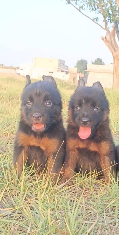 Black German shepherd pair | Alsatian Puppy | GSD | Dog | Double coat