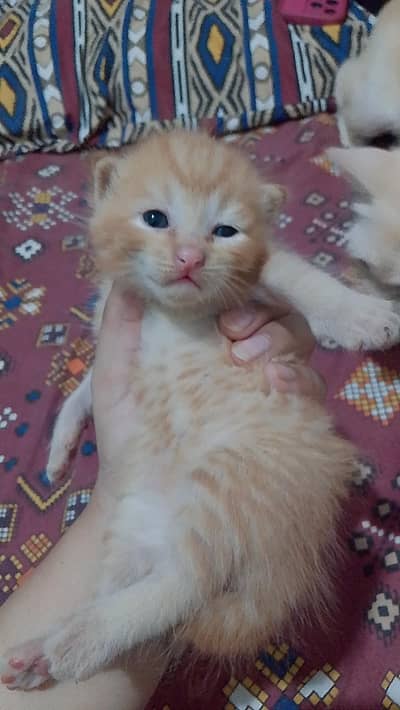 3 Persian kitten