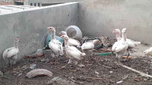 Paper White blue Eyed Heera Aseel chicks ہیرا اصیل چکس