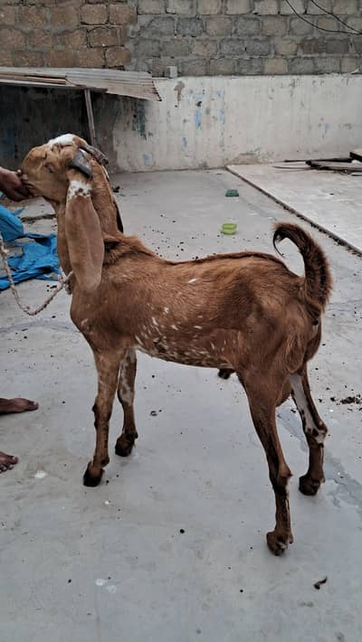 pure makha chini undo Bakara for sale contact 03140340663