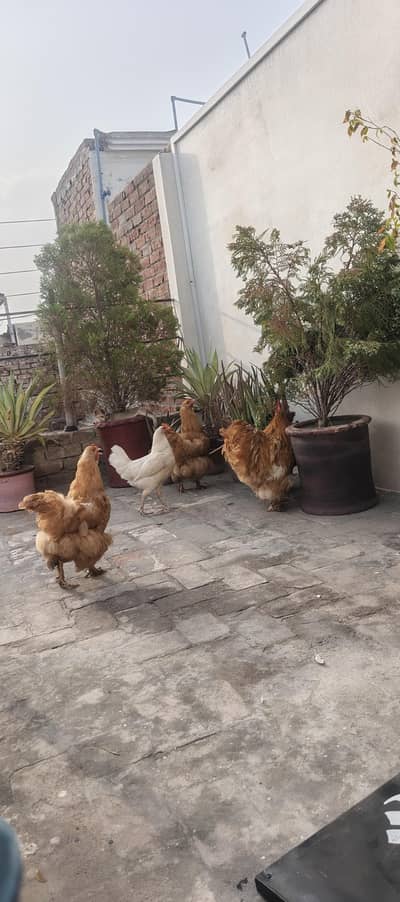 Golden Buff for sale
