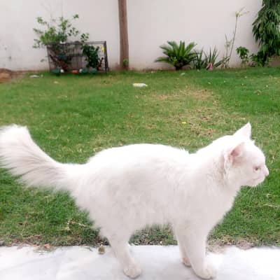 Persian Cat For sale