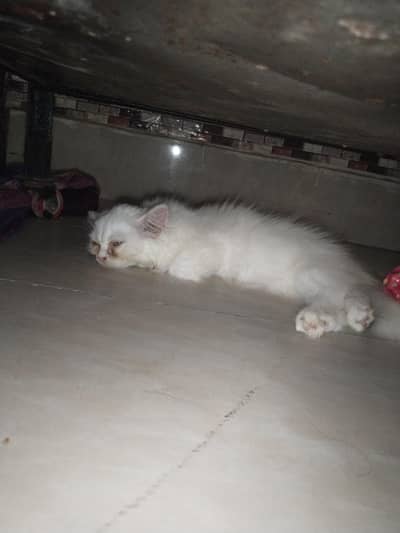 Persian cat 2.5 months ki hai