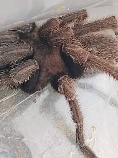 Dangerous Brown Tarantula