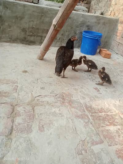 aseel murgi 5 bacche Bata ke