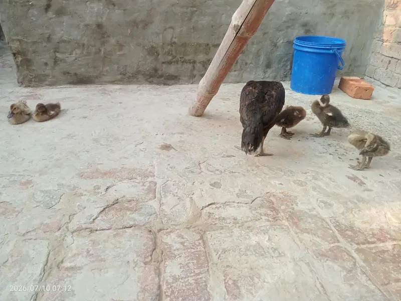 aseel murgi 5 bacche Bata ke — photo 2