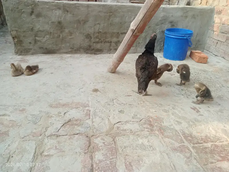 aseel murgi 5 bacche Bata ke — photo 3