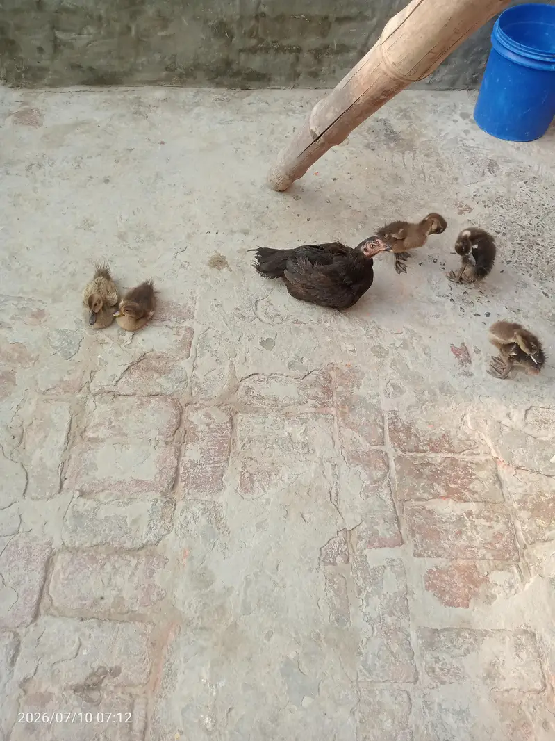 aseel murgi 5 bacche Bata ke — photo 4