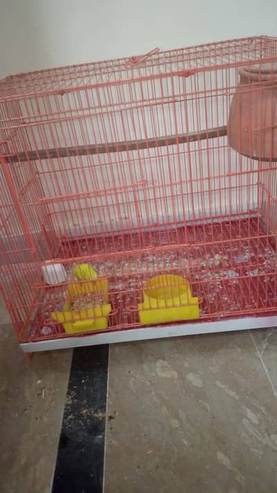 budgies partots