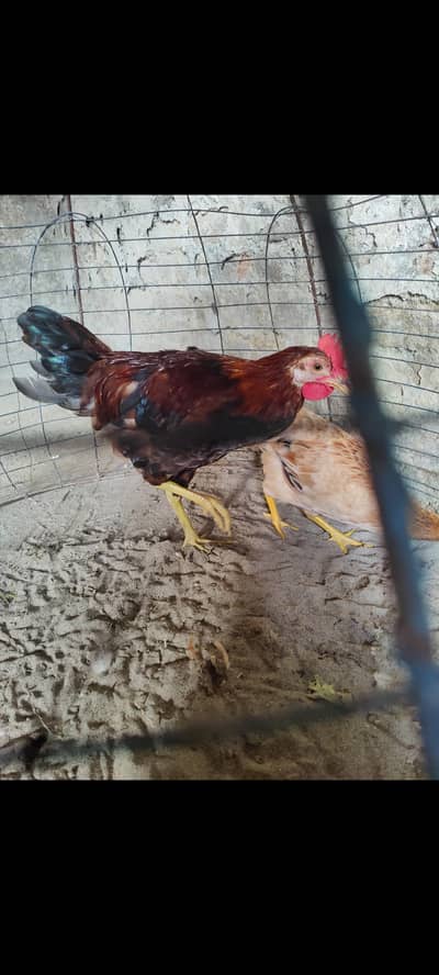 Desi Murga/murgi pair age 5/6 month