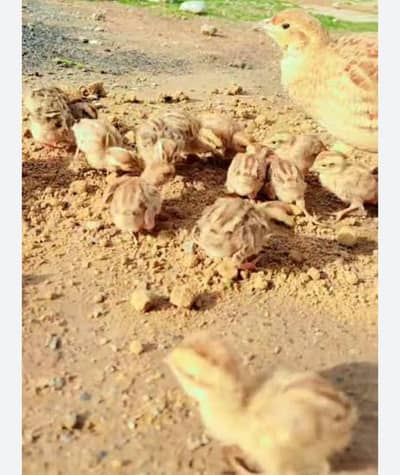 Irani Breeder Teetar pairs for Sale