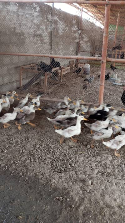 Ducks for sale in gadap Karachi Pakistan