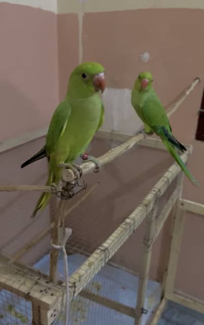 Parrot For Sale