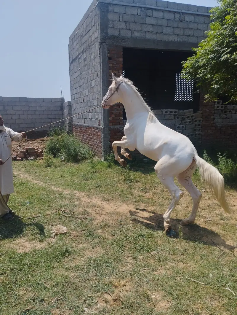 Male horse very healthy more info call 03151705399