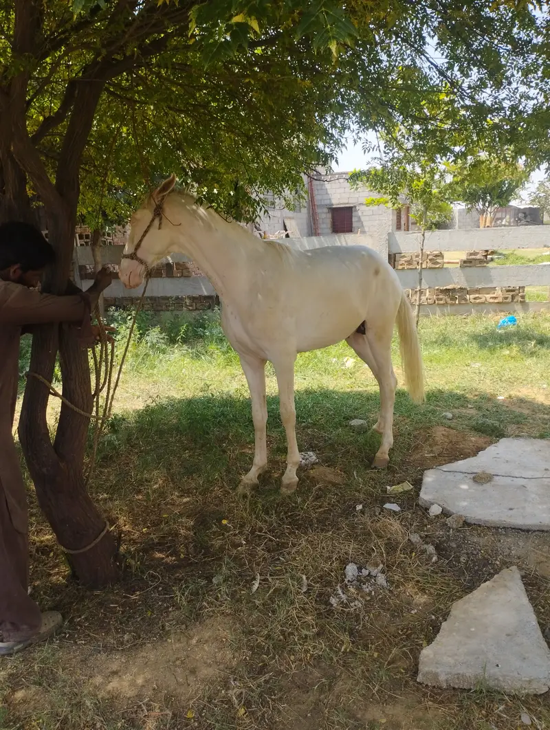 Male horse very healthy more info call 03151705399 — photo 2
