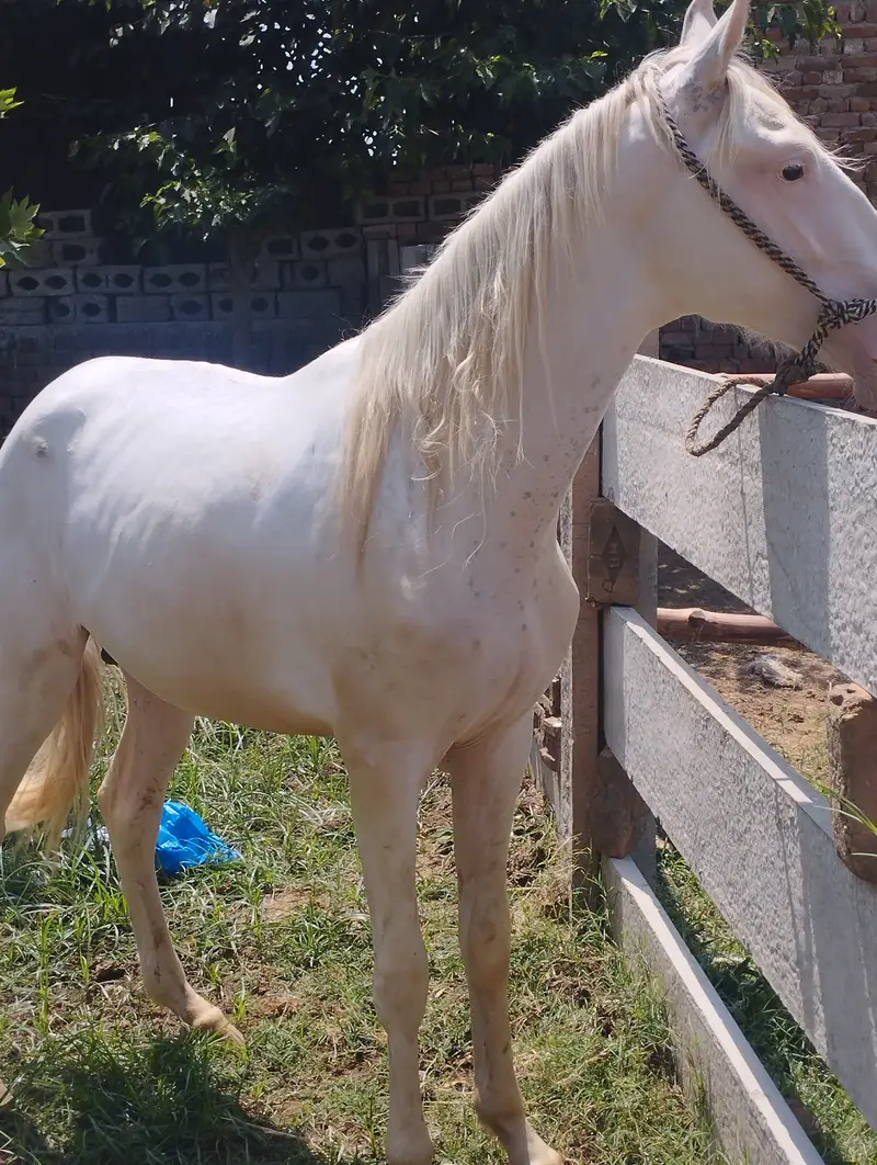 Male horse very healthy more info call 03151705399 — photo 3