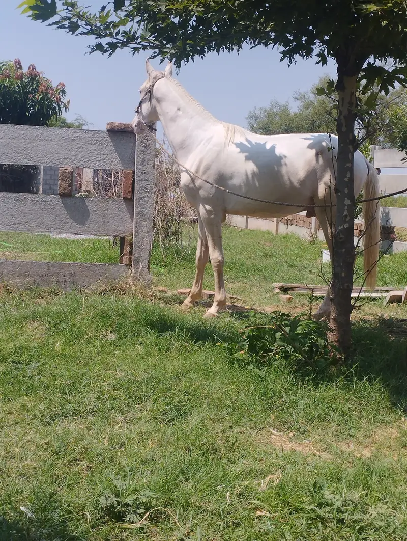 Male horse very healthy more info call 03151705399 — photo 4