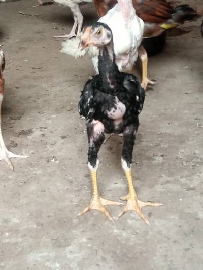 Thai pakoye Drumar