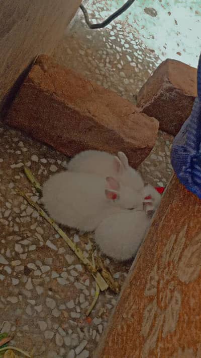 Red eyes Rabbit 
