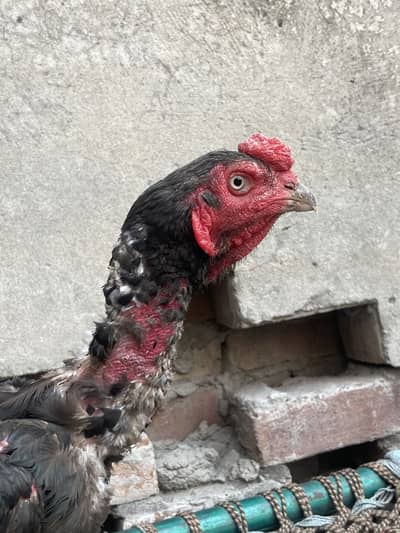 Pakistani mushka aseel Home breed for urgent sale