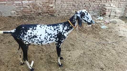 goat for sell urgent