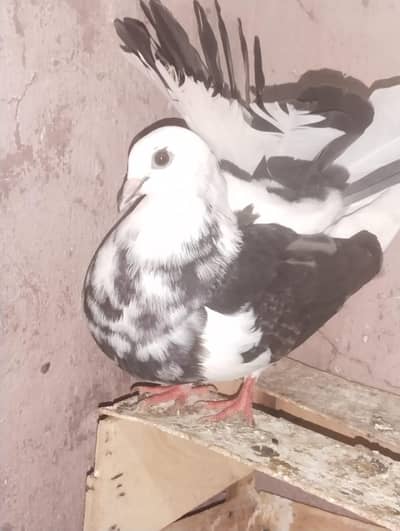 Breeder female