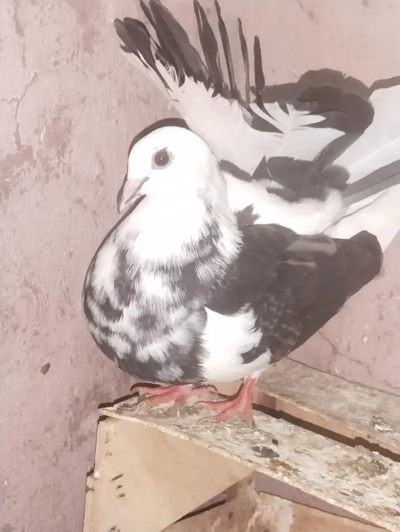 Breeder female