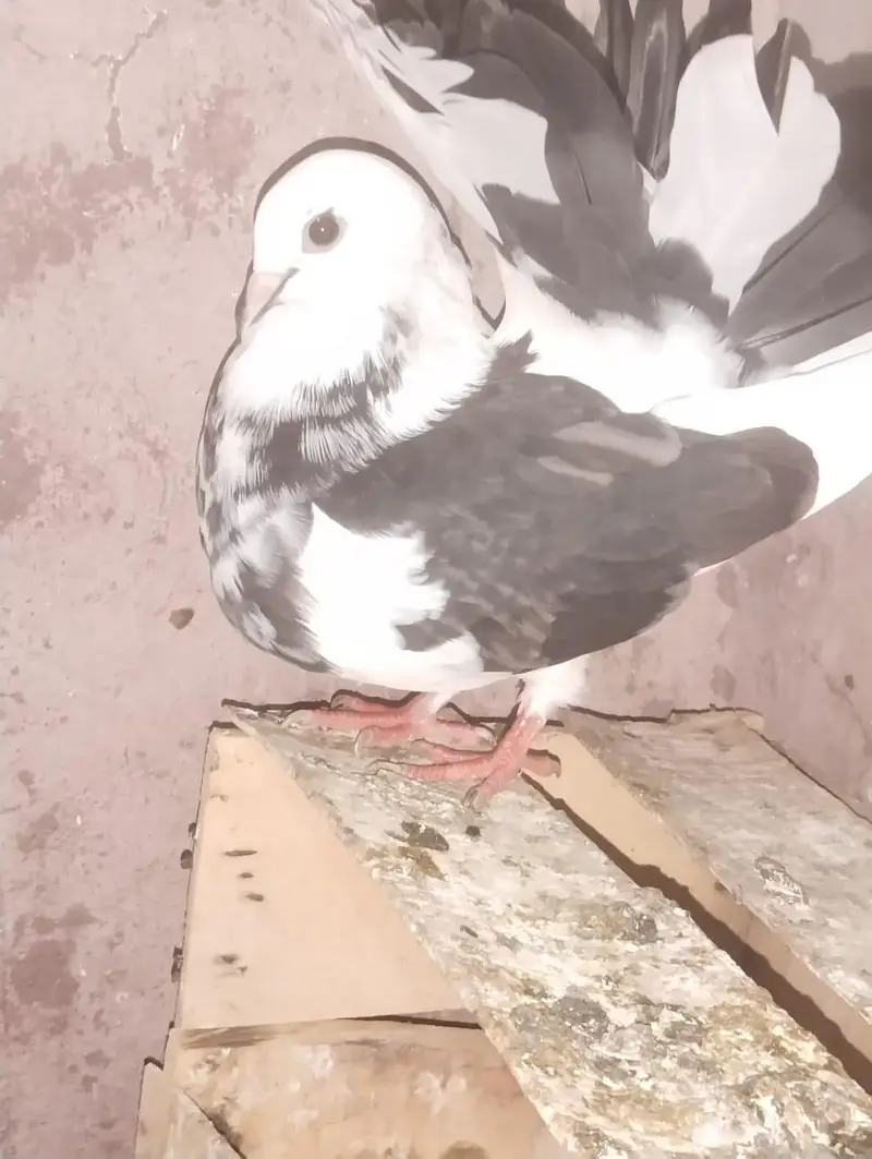 Breeder female — photo 2