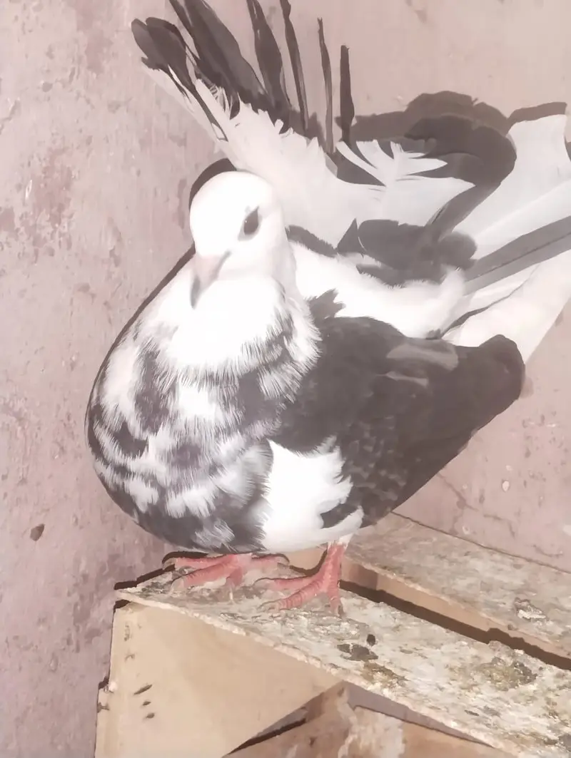 Breeder female — photo 3