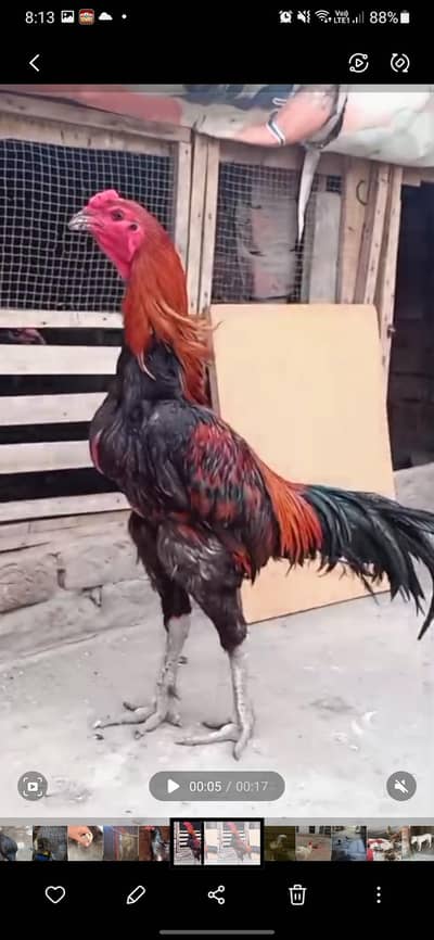 quality birds