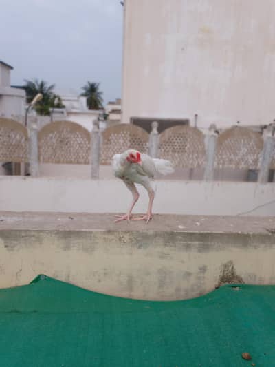 pure Heera breeding set full ready to first breed 1 male 2 female