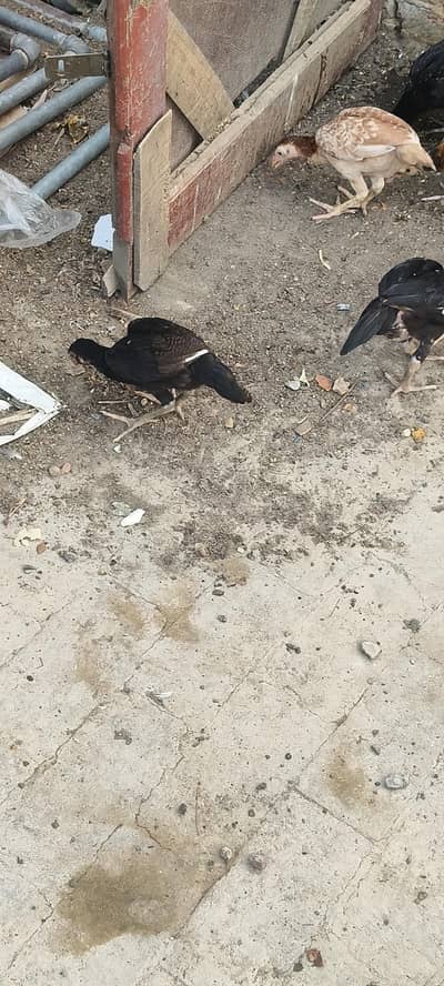 Healthy And Active Bacha or murgi for sale