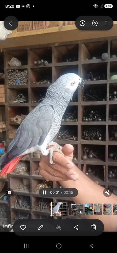 African gray parrot /tamed parrot/ talking parrot