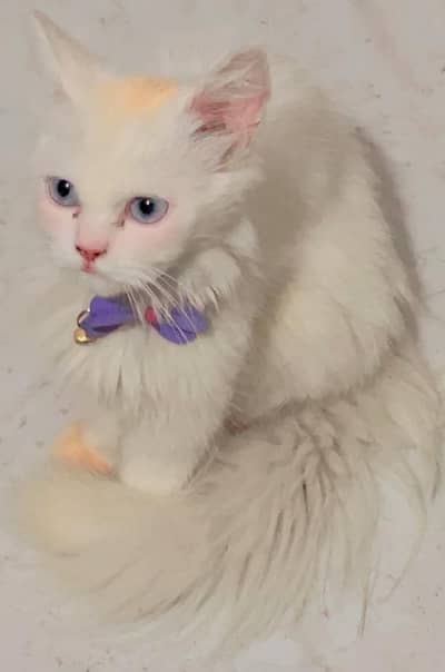 pure persian blue eyes