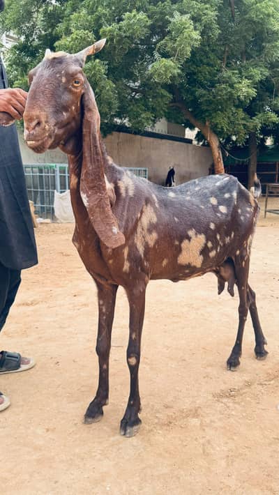 Kamori Bakri