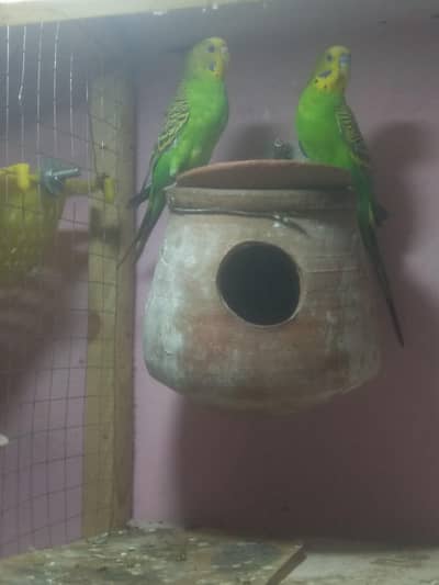 breeding pair lovebird Australian doves and one female finches free