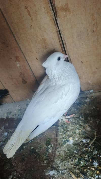 sentient breeder female for sale hy