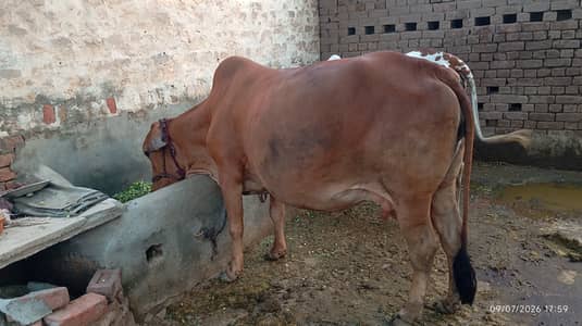Cow and katti for sale in pakistan