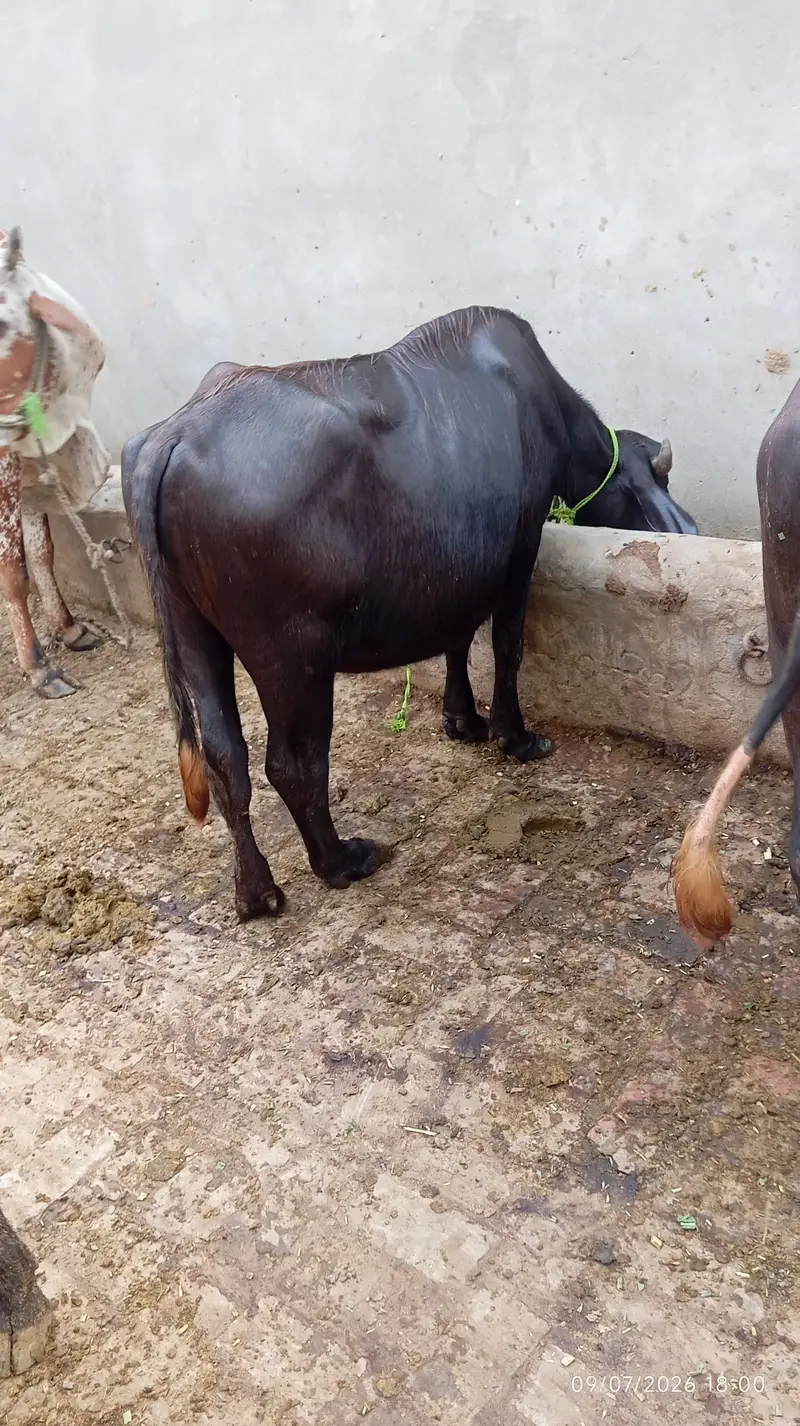 Cow and katti for sale in pakistan — photo 2