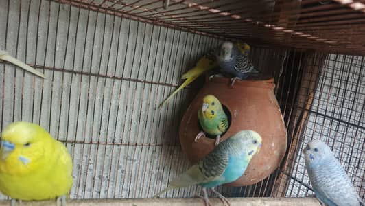 Australian beautiful color breeder pair for sale