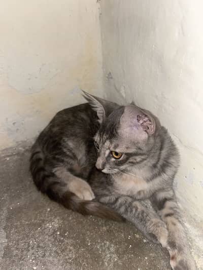 Male and two female kittens