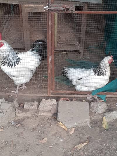 light Sussex heritage pair for sale
