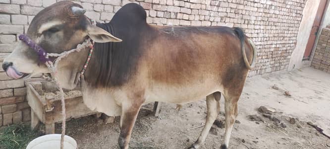 desi khira wacha wazan 120 kg age qriban 2.5///3