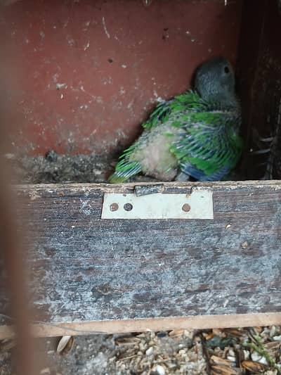 green parrot baby sale home breed Karachi