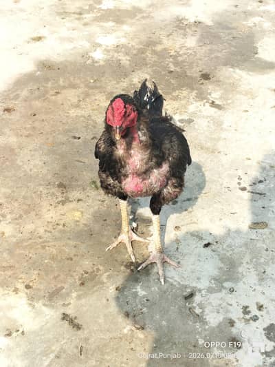 Pure Mianwali Aseel Murga / Active and Healthy Rooster For Sale