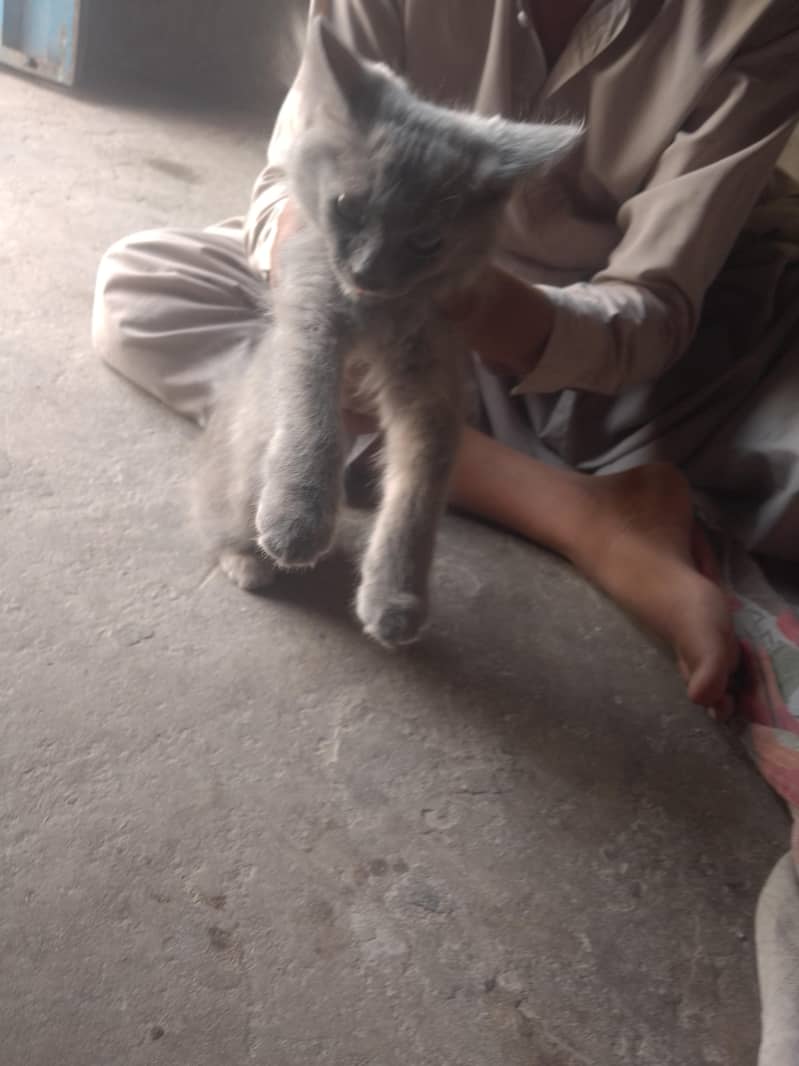 cat  0